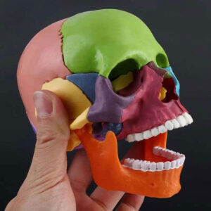 Multicolor-Skull