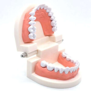 Tooth Model