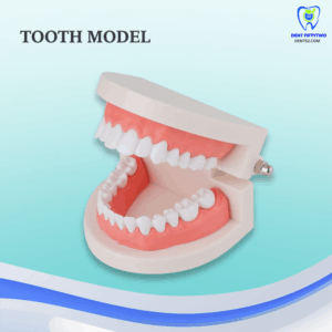 Tooth Model (Brushing Technique)
