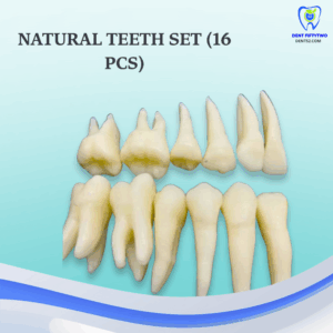 Natural Teeth Set (16 pcs)