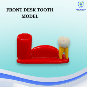 Front Desk Tooth  Model