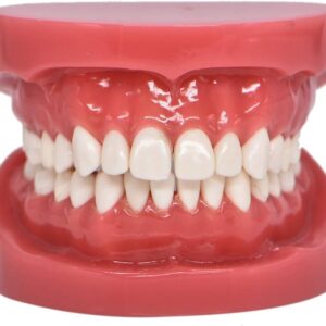 Dental Training Model