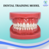 Dental Training Model