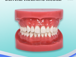 Dental Training Model